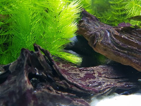 Hornkraut und Wurzel im  Aquarium  H&ouml;hle, Versteck f&uuml;r Fische