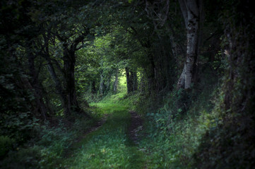 Chemin à l'ombre dans la forêt