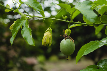 GULUPA, colombia , south america , passiflora edulis passion fruit