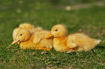 domestic ducklings іn the farmyard. Yellow domestic ducklings relaxing on the grass in a rural yard. young domestic ducklings huddled together for warmth among grass and straw in the farmyard.