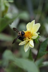 bee on yellow flower