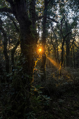 Obraz premium Sunrise in the forest