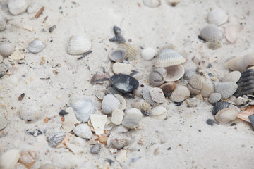 closeup shells on the beach