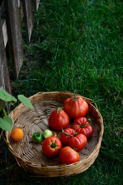 Homegrown fresh heirloom tomatoes 