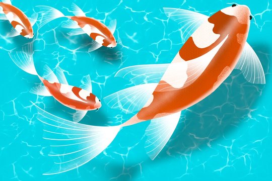 Set of family Japan colored carp fish or japanese Koi fish swimming in blue water, Colorful oriental koi in Asia set of Chinese goldfish and traditional fishery pond background.