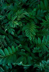 Green leaves pattern background, Natural background and wallpaper.  Abstract green leaves texture. Flat lay