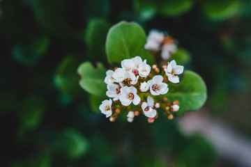 Group of small white flowers, green and natural background