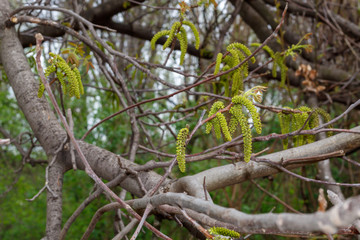 Walnut Tree Spring Blossom Close Up