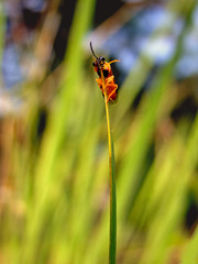 pomarańczowy robak na źdźble trawy