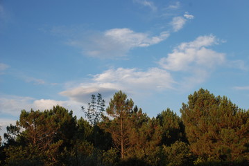 autumn forest in the mountains