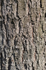 Eastern white pine