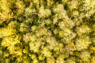 Top down aerial view of green and yellow canopies in autumn forest with many fresh trees.