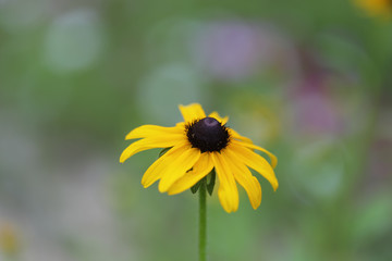 Yellow flower, black-eyed Susan