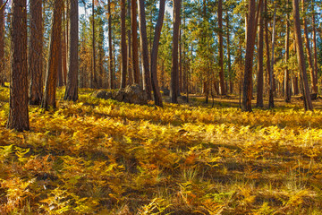 autumn in the forest