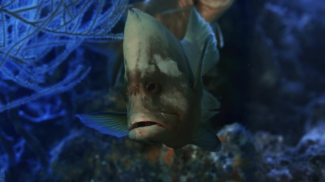 A Red-flushed Cod or a Redmouth Groper (Aethaloperca rogaa) hides behind a coral and looks into the camera, from the front, Raja Ampat, Indonesia