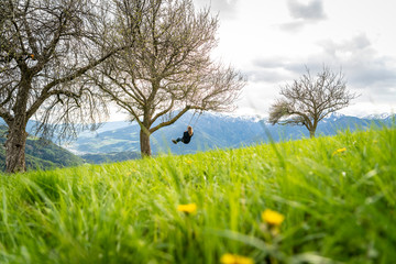 Frau schaukelt an einem Apfelbaum.