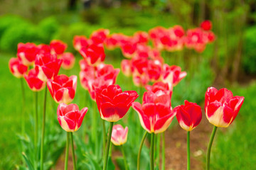 Fototapeta premium Red tulips on the lawn in spring. Selective focus