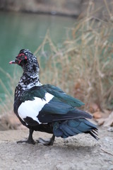 PATO