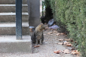Obraz premium GATO CALLEJERO