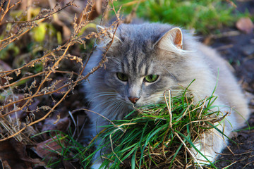 Naklejka na ściany i meble Beautiful Cute Fluffy Gray Cat. Pets. Life of animals. Close up. Cute Cats Photo Wallpaper Nature Animals Full HD for Desktop Background.