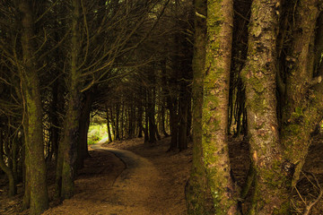 Obraz premium Oregon Coast Seascapes