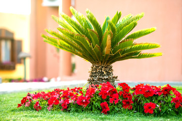 Small bright green palm tree surrounded with bright blooming flowers growing on grass covered lawn in tropic hotel yard.