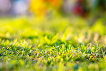 Close up of green grass covered lawn with vibrant colorful background.
