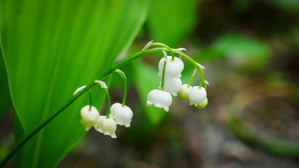 A traditional flower for good luck. Lily of the valley blooming in spring, often on the first of May. Beautiful Convallaria Majalis
