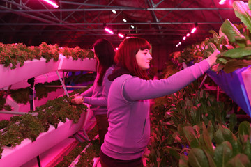 The girl works in the greenhouse. Growing plants aeroponics. Unique production of greenery and...