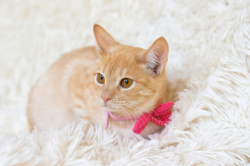beautiful ginger cat lies on a soft white carpet.