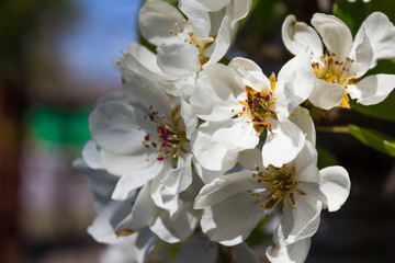 Fototapeta na wymiar Pear blossom. White pear tree flowers with detailed stamens close-up in April on the infield, with a blurred background, horizontally