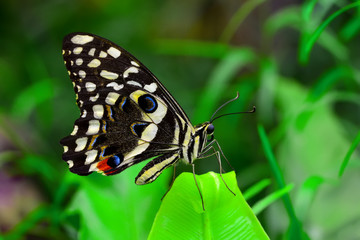 Plakat Closeup beautiful butterfly in a summer garden