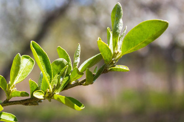 The cultivation of fruit trees, gardening. Young green branch of Shepherdia argentea with blooming leaves and tied berries close-up in the spring in the garden with a background blur.