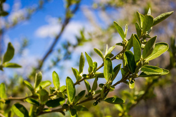 The cultivation of fruit trees, gardening.Young green branches of Shepherdia argentea with blooming leaves close-up in spring in the garden against the blue sky with focus in the foreground.