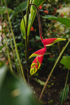 red and yellow baby heliconia platanillo on green background