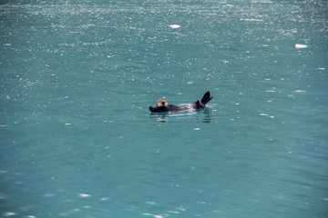 Fototapeta premium otter swimming (Alaska)