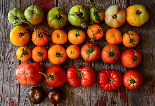 Colorful tomatoes, red, green, yellow and purple 