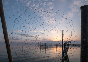 lot of mosquitoes stuck and caught in the spider web on blue sky background Albufera Valencia - Powered by Adobe