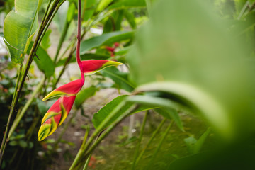 red and yellow baby heliconia platanillo on green background