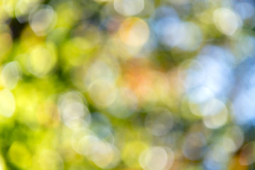 Bright colorful green and yellow background. Blurred light bokeh circles in autumn forest.