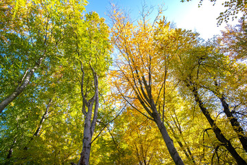 Perspective from down to up view of autumn forest with bright orange and yellow leaves. Dense woods with thick canopies in sunny fall weather.