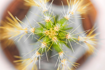 Green Cactus desert plant, close up, top view