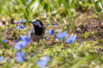 Selective focus photo. White wagtail, Motacilla alba bird on grass in park. Spring season.