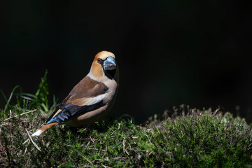 Beautiful male Hawfinch (Coccothraustes coccothraustes) in the forest of Noord Brabant in the Netherlands. Dark background. Copy space.