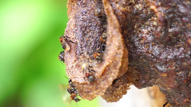 Stingless bee or meliponines buzzing and flying around of beehive entrance