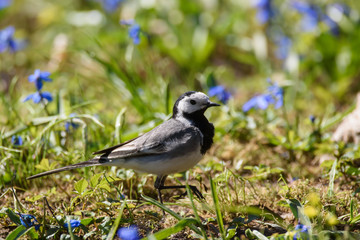 Selective focus photo. White wagtail, Motacilla alba bird on grass in park. Spring season.