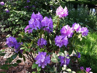 Close up of beautiful Rhododendron flowers blooming in the park.
