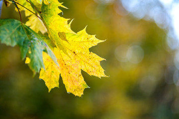 Close up of bright vibrant yellow leaves on a tree branches in autumn park. Detail of fall forest foliage.