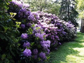 Bushes of beautiful purple Rhododendron flowers in the garden.
