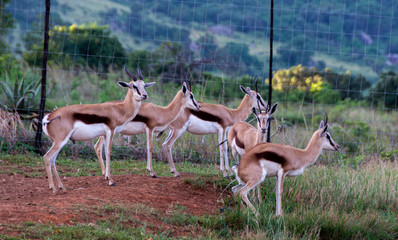 A small group of springbok deer and one is urinating